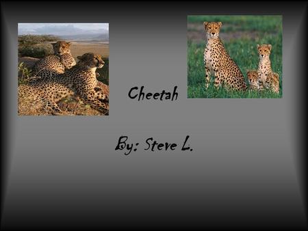 Cheetah By: Steve L.. Cheetahs weigh up to 110 to 140 pounds. They are tan with black spots. They eat zebras, crocodiles, and alligators.