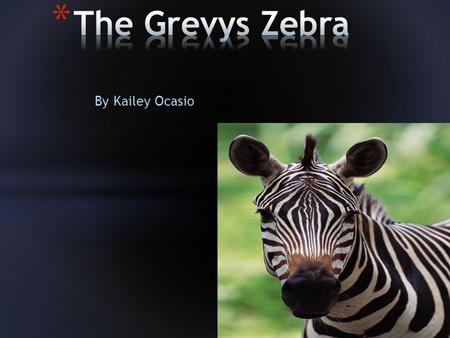 By Kailey Ocasio. The Grevy zebra is named after former French president Jules Grevy's.