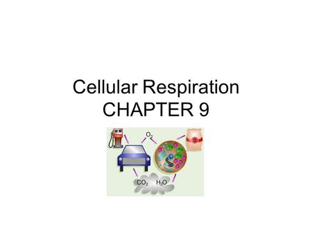 Cellular Respiration CHAPTER 9.