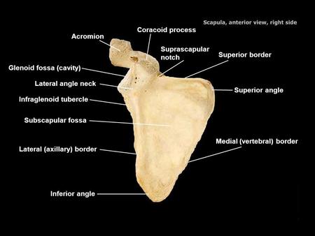 Coracoid process Acromion Suprascapular notch Superior border