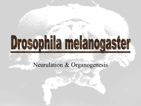 Neurulation & Organogenesis. Neurulation Neural cells originate from the neurectoderm Clusters of proneural cells are specified by the proneural genes.