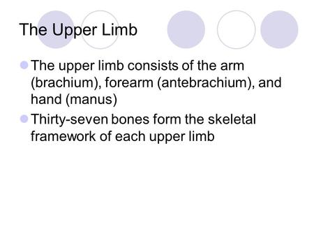 The Upper Limb The upper limb consists of the arm (brachium), forearm (antebrachium), and hand (manus) Thirty-seven bones form the skeletal framework of.