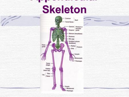 Appendicular Skeleton