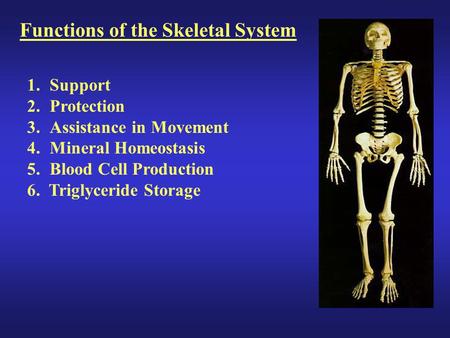 Functions of the Skeletal System