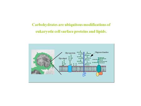 Carbohydrates are ubiquitous modifications of eukaryotic cell surface proteins and lipids.