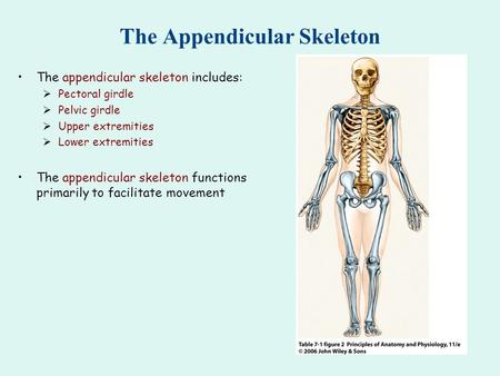 The Appendicular Skeleton