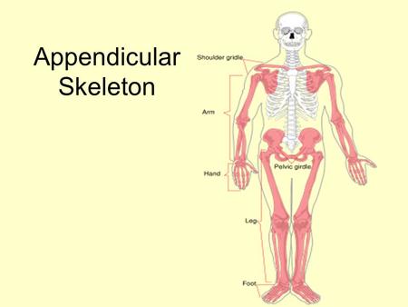 Appendicular Skeleton