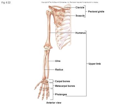 Fig Clavicle Pectoral girdle Scapula Humerus Ulna Upper limb