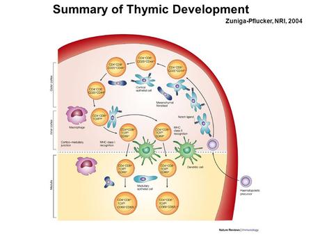 Summary of Thymic Development Zuniga-Pflucker, NRI, 2004.