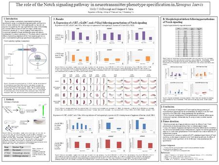 The role of the Notch signaling pathway in neurotransmitter phenotype specification in Xenopus laevis Molly J. McDonough and Margaret S. Saha Acknowledgments.