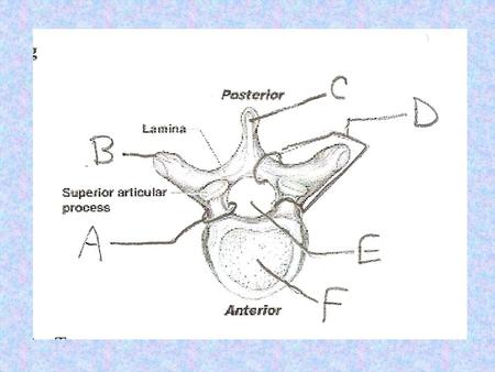 The Appendicular Skeleton