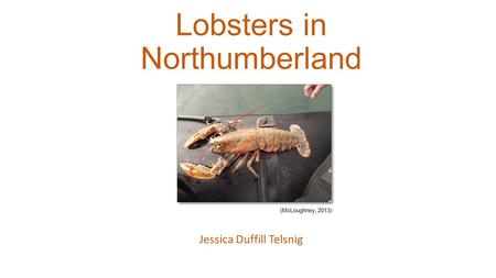 Lobsters in Northumberland Jessica Duffill Telsnig (McLoughney, 2013)