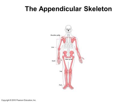 The Appendicular Skeleton