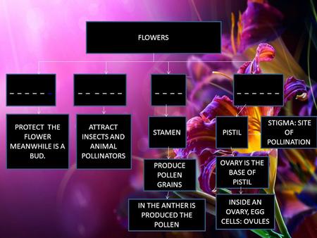 FLOWERS STAMENPISTIL ATTRACT INSECTS AND ANIMAL POLLINATORS _ _ _ PROTECT THE FLOWER MEANWHILE IS A BUD. _ _ _ _ _ _ IN THE ANTHER IS PRODUCED THE POLLEN.