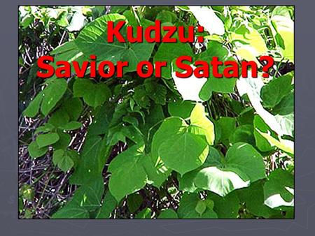 Kudzu: Savior or Satan?. ► Originally introduced into US from Japan, 1876 ► Introduced into the South in New Orleans as fast- growing decorative vine,