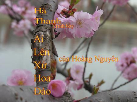 Ai lên xứ hoa đào dừng chân bên hồ nghe chiều rơi.