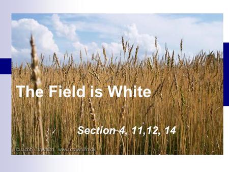 The Field is White Section 4, 11,12, 14. 1828- Two years before the organization of the Church Doctrine and Covenants 10:50-54 50 And thus they (Book.