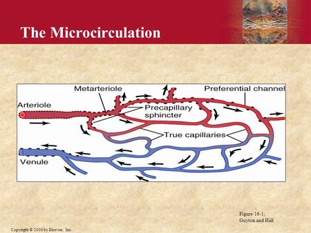 The Microcirculation Figure 16-1; Guyton and Hall.