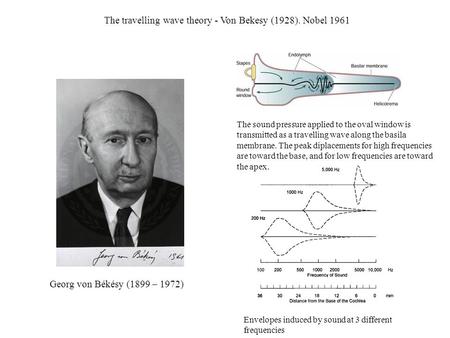 The travelling wave theory - Von Bekesy (1928). Nobel 1961