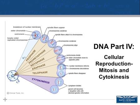 01 Introduction to Cell Respiration STUDENT HANDOUTS