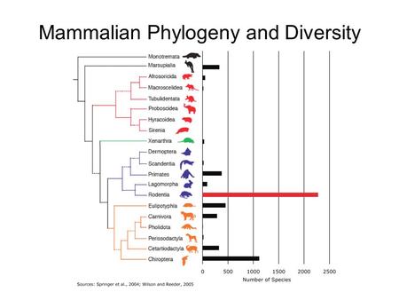 Mammalian Phylogeny and Diversity. Rodentia Sub-orders (Mammal Species of the World, 3rd ed., 2005) Sub-orderMasseteric conditionMandibular condition.