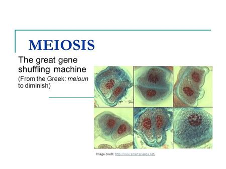 The great gene shuffling machine (From the Greek: meioun to diminish)