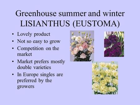 Greenhouse summer and winter LISIANTHUS (EUSTOMA) Lovely product Not so easy to grow Competition on the market Market prefers mostly double varieties In.