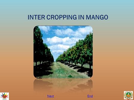 INTER CROPPING IN MANGO