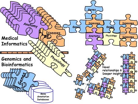 Gene Annotation Databases Diseas es Anatom y Genes Physiolog y Diseases Physiology Anatomy Genes Diseases Medical Informatics Genomics and Bioinformatics.