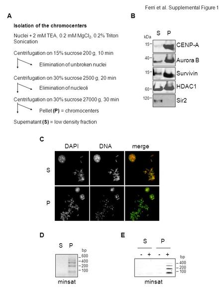 B DAPIDNAmerge S P A CENP-A HDAC1 Aurora B C Centrifugation on 15% sucrose 200 g, 10 min Centrifugation on 30% sucrose 2500 g, 20 min Centrifugation on.