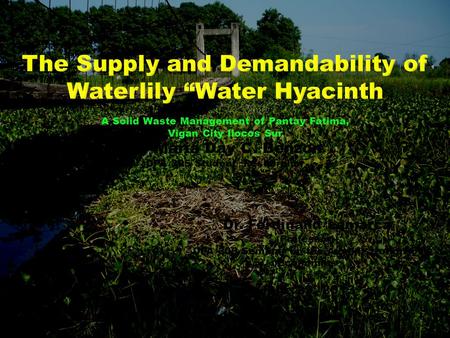 The Supply and Demandability of Waterlily “Water Hyacinth