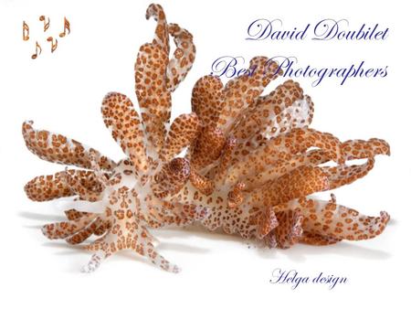 David Doubilet Best Photographers Helga design.