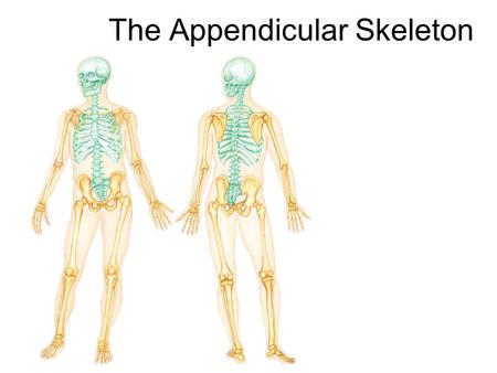 The Appendicular Skeleton