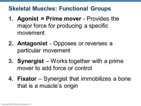 Skeletal Muscles: Functional Groups