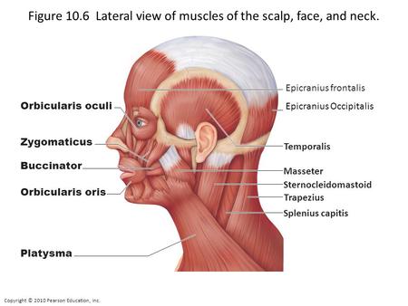 Figure 10.6 Lateral view of muscles of the scalp, face, and neck.