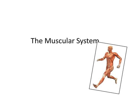 The Muscular System.