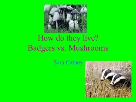 How do they live? Badgers vs. Mushrooms Sara Cathey.