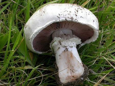 Table “Button” Mushroom Agaricus bisporus