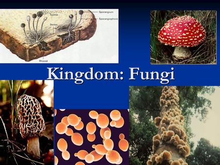 Kingdom: Fungi.