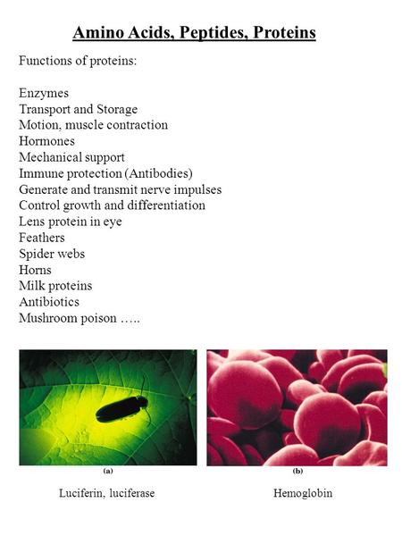 Amino Acids, Peptides, Proteins Functions of proteins: Enzymes Transport and Storage Motion, muscle contraction Hormones Mechanical support Immune protection.