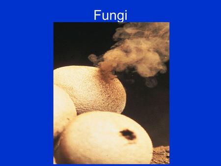 Fungi.