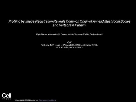 Profiling by Image Registration Reveals Common Origin of Annelid Mushroom Bodies and Vertebrate Pallium Raju Tomer, Alexandru S. Denes, Kristin Tessmar-Raible,