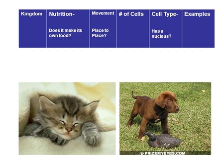 Kingdom Nutrition- Does it make its own food? Movement Place to Place? # of CellsCell Type- Has a nucleus? Examples.