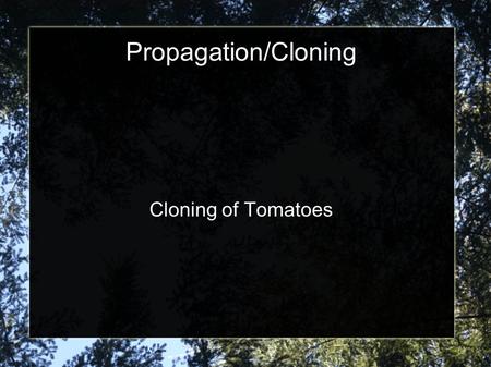 Propagation/Cloning Cloning of Tomatoes. Find tomato plant that is at least 2 feet in height of a species of tomatoes that you like: Beef, grape, cherry,