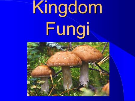 Kingdom Fungi.