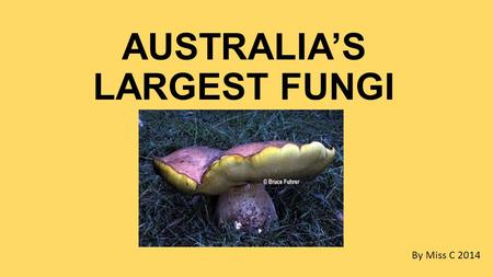 AUSTRALIA’S LARGEST FUNGI By Miss C 2014. The largest mushroom in Australia is called the Phlebopus marginatus. In Western Australia it is known as the.