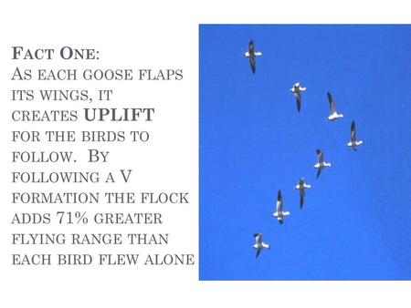 F ACT O NE : A S EACH GOOSE FLAPS ITS WINGS, IT CREATES UPLIFT FOR THE BIRDS TO FOLLOW. B Y FOLLOWING A V FORMATION THE FLOCK ADDS 71% GREATER FLYING RANGE.