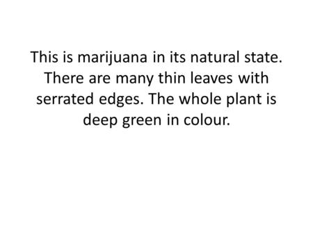 This is marijuana in its natural state. There are many thin leaves with serrated edges. The whole plant is deep green in colour.