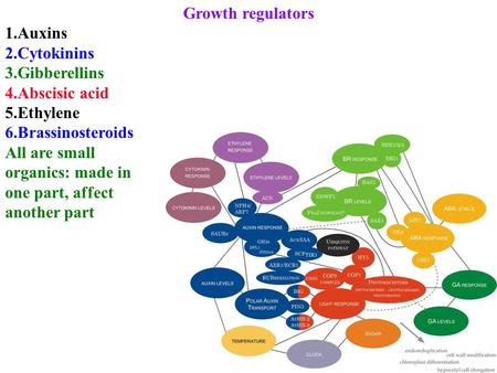 Growth regulators 1.Auxins 2.Cytokinins 3.Gibberellins 4.Abscisic acid 5.Ethylene 6.Brassinosteroids All are small organics: made in one part, affect another.