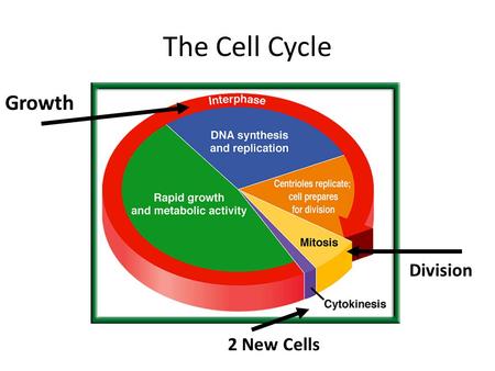 The Cell Cycle Growth Division 2 New Cells. The Cell Cycle G1 phase S phase G2 phase.